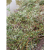 Wierzba fińska-Salix x finmarchica