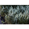Jałowiec skalny Moonglow - Juniperus scopulorum
