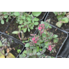 Rozchodnik naskalny Bertram Anderson - Sedum hybridum