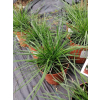 Śmiałek darniowy Goldtau - Deschampsia cespitosa
