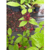 Kielichowiec wonny-Calycanthus floridus