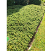 Jałowiec pospolity Green Carpet - Juniperus communis