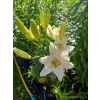 Lilia azjatycka Ivory Pixie-Lilium asiatic