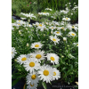 Złocień wielki Silver Princess-Leucanthemum maximum