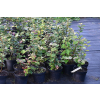 Fotergilla mieszańcowa Sea Spray - Fothergilla x intermedia