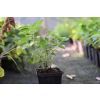 Kocimiętka himalajska - Nepeta govaniana