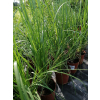 Trawa pampasowa Pink Feather - Cortaderia selloana