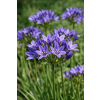 Triteleja niebieska - Brodiaea laxa Koningin Fabiola