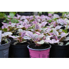 Dąbrówka rozłogowa Burgundy Glow - Ajuga reptans