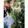Macierzanka cytrynowa Gold Stream -Thymus x citriodorus