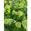 Hortensja bukietowa Limelight-Hydrangea paniculata