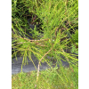 Żywotnik zachodni Filiformis-Thuja occidentalis