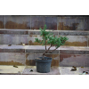 Jałowiec chiński Shimpaku - Juniperus chinensis 0088
