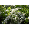 Tawuła szara Grefsheim - Spiraea cinerea