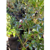 Ostrokrzew Cousin-Ilex
