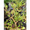 Wierzba arktyczna-Salix arctica var. petraea