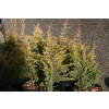 Jałowiec pospolity Suecica Aurea-Juniperus communis