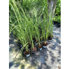 Trawa pampasowa Rosea-Cortaderia selloana