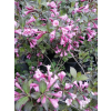 Krzewuszka cudowna Nana Purpurea-Weigela florida