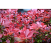 Berberys Thunberga Ruby Star - Berberis thunbergii