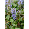 Dąbrówka rozesłana Mahogany - Ajuga reptans