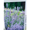 Kocimiętka Faassena Six Hill`s Giant - Nepeta faassenii
