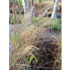 Miskant chiński Yakushima Duarf-Miscanthus sinensis