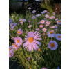 Aster tongolski-Aster tongolensis