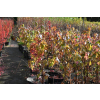 Ambrowiec amerykański - Liquidambar styraciflua
