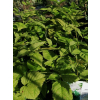 Parzydło leśne - Aruncus dioicus (sylvestris)
