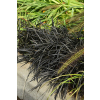 Konwalnik płaskopędowy Nigrescens - Ophiopogon planiscapus Nigrescens
