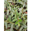Wierzba Moorei-Salix x grahamii