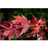 Klon ussuryjski - Acer pseudosieboldianum