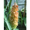 Trytoma groniasta-Kniphofia