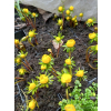 Rannik cylicyjski - Eranthis cilicica Rannik cylicyjski - Eranthis cilicica