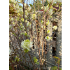 Fotergilla olszolistna Suzanne-Fothergilla gardenii