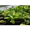 Dąbrówka rozłogowa Gold Chang - Ajuga reptans