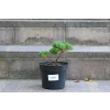 Jałowiec rozesłany Nana - Juniperus procumbens 0020