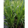Trawa pampasowa Pink Feather - Cortaderia selloana