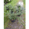 Suchodrzew mirtolistny-Lonicera nitida