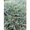 Jałowiec płożący Blue Chip - Juniperus horizontalis
