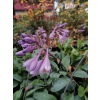 Funkia Halcyon-Hosta