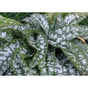 Miodunka Trevi Fountain - Pulmonaria x hybrida