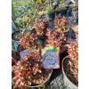 Berberys Thunberga Bagatelle-Berberis thunbergii