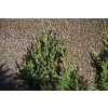 Jałowiec chiński Stricta - Juniperus chinensis