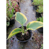 Funkia First Frost - Hosta