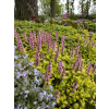 Dąbrówka rozłogowa Gold Chang - Ajuga reptans