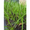 Trytoma groniasta-Kniphofia