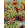 Macierzanka piaskowa Magic Carpet - Thymus serpyllum