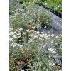 Rogownica kutnerowata-Cerastium bibersteinii